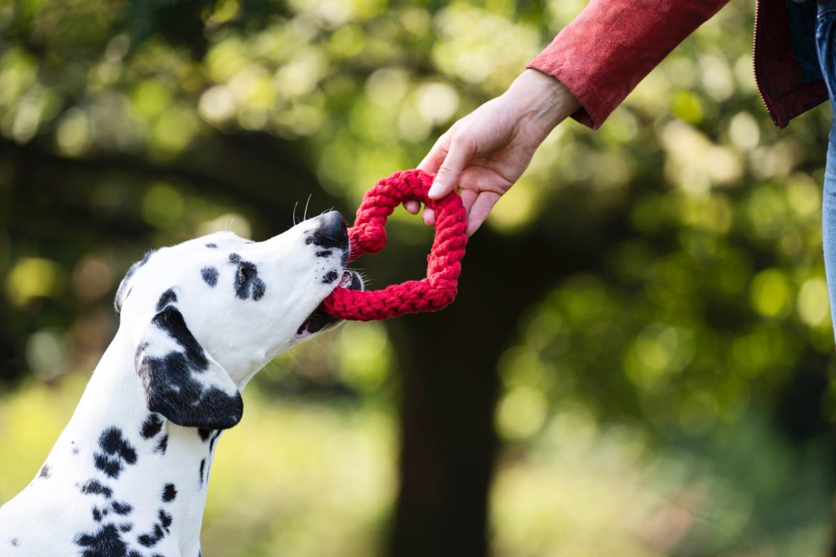LABONI Heart Hondenspeeltje van Katoenen Touw