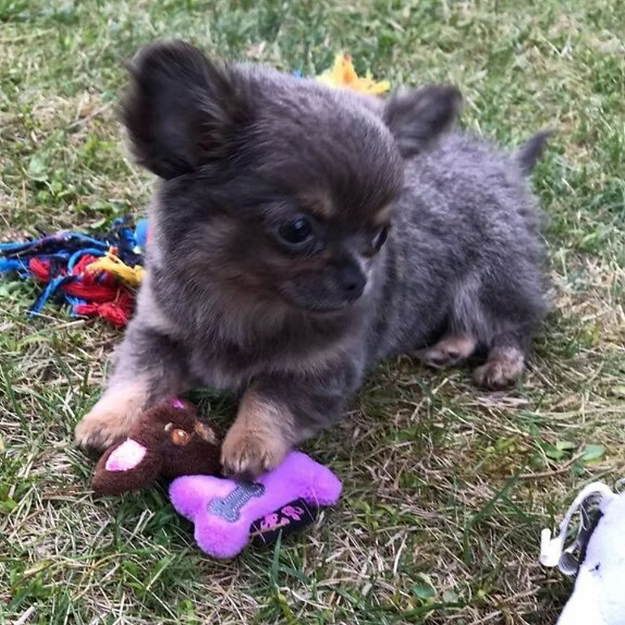 Chi-Toys – speciaal pluche speelgoed voor Chihuahua’s
