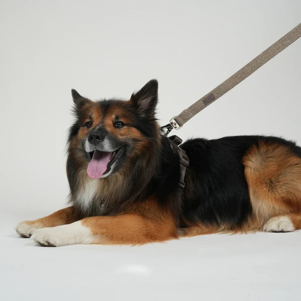 STAEY Elma Hondenriem – Mocca