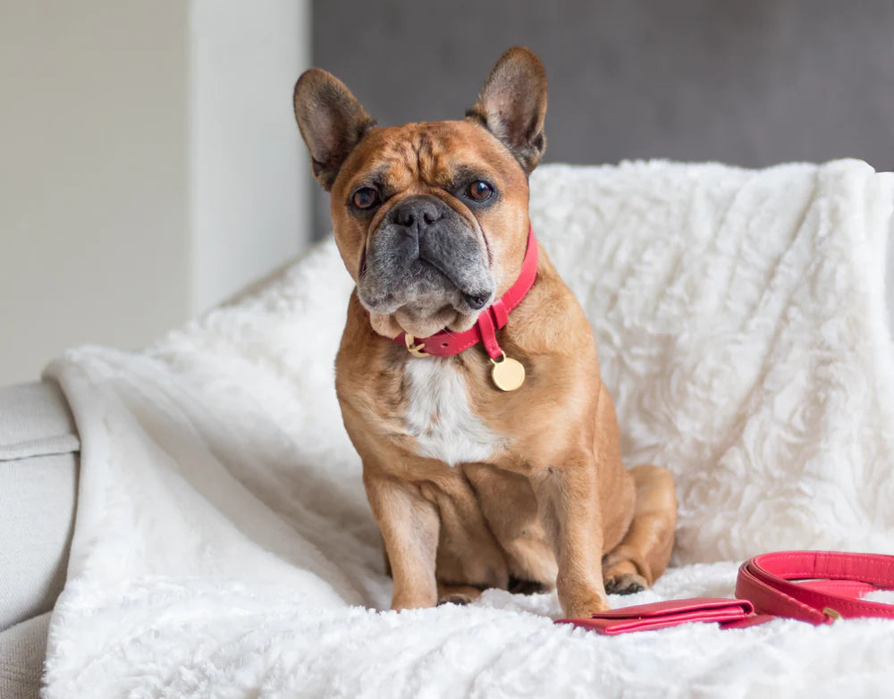 The Dog Musthaves Hondenlijn – Klassiek Royal Red met messing afwerking