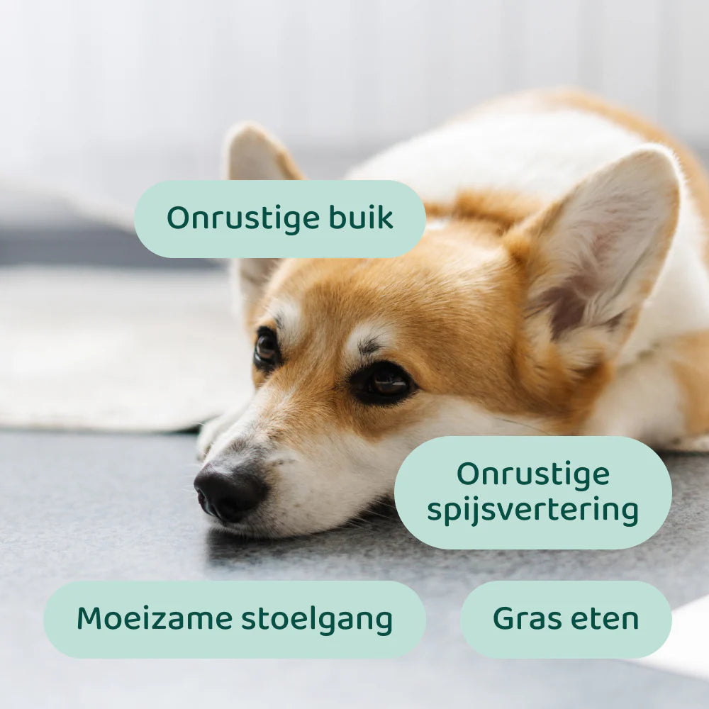 DogSuppy Probiotica Forte – Probiotica Chewies voor Hond (60 stuks) | Darmflora & Spijsvertering