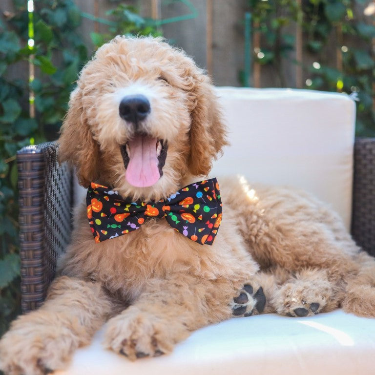 HK Bow Tie Trick or Treat – Halloween Strik voor Honden – S t/m XL