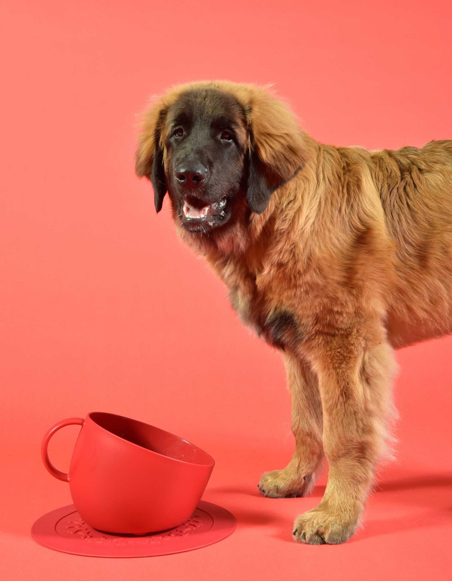 United Pets “Set Cup” – Grote antislip bak + mat - Rood