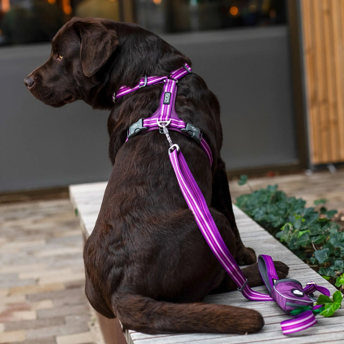 Dog Copenhagen Urban Freestyle Leash Rood