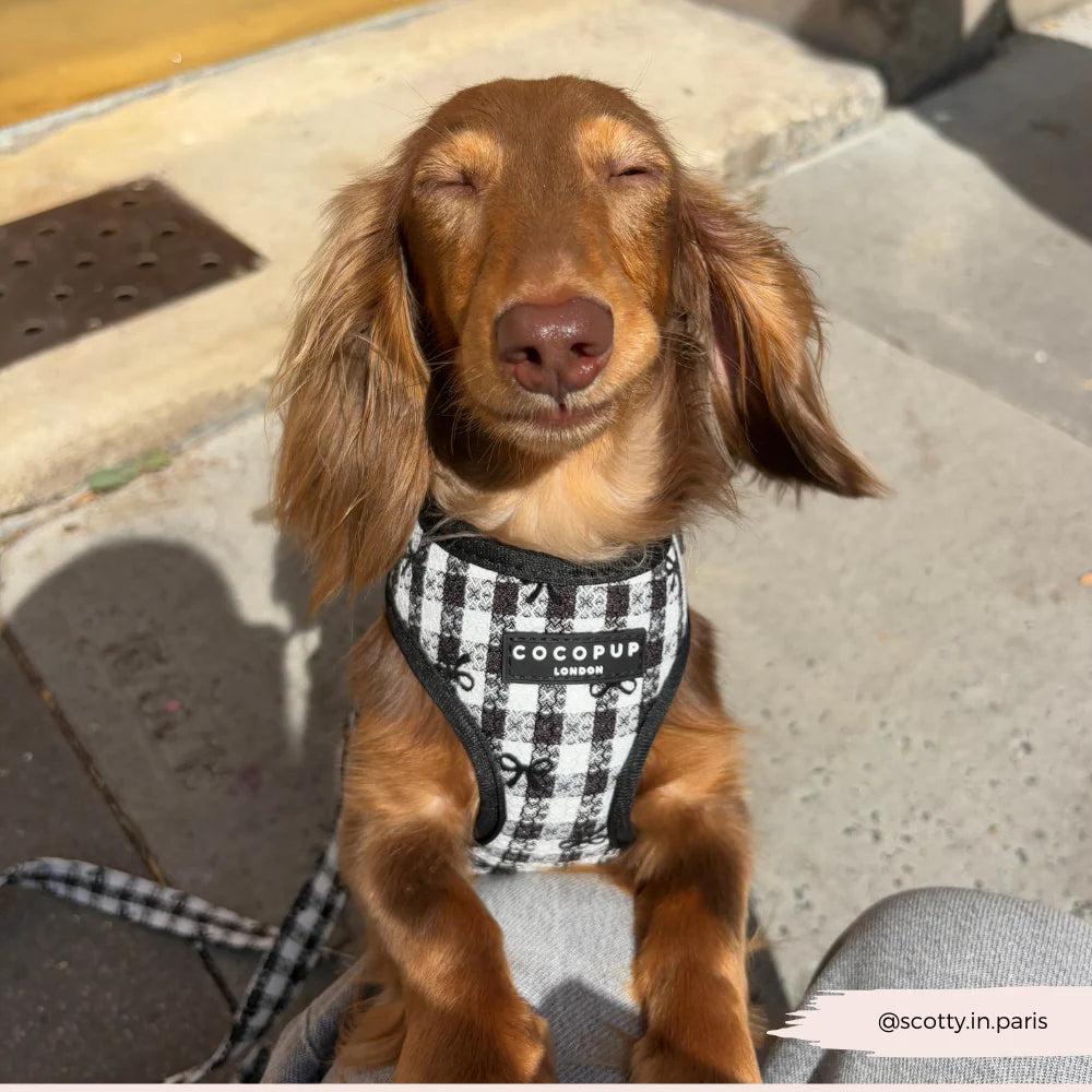 Cocopup London Pup in Paris (verstelbaar Hondentuig)
