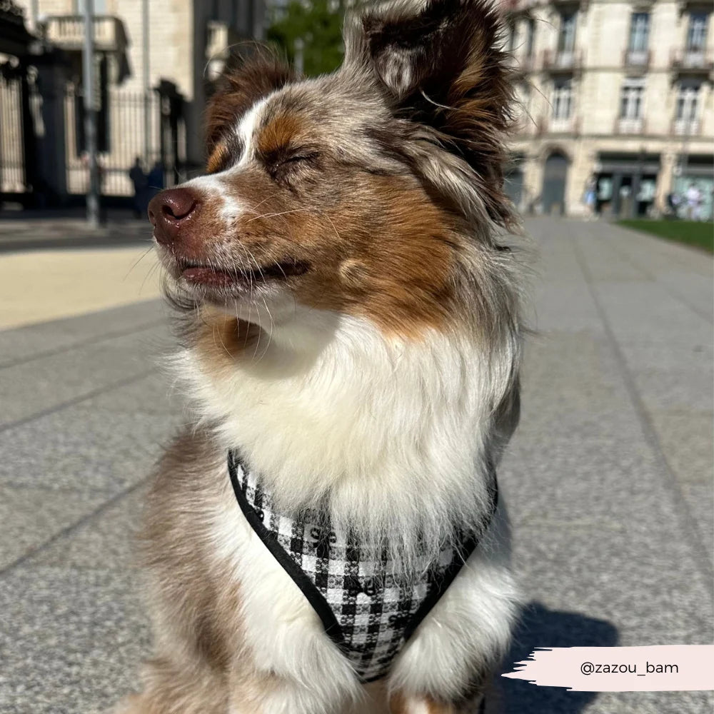 Cocopup London Pup in Paris – Verstelbaar hondentuig