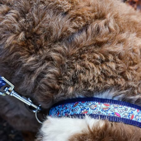 Walk that Dog! - Ibiza Vibes Halsband (25 mm)