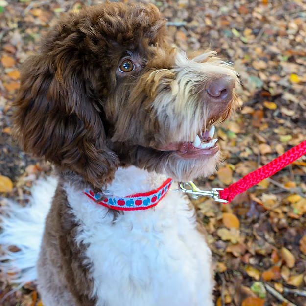 Walk that Dog! - Sunny Days Halsband (25 mm)