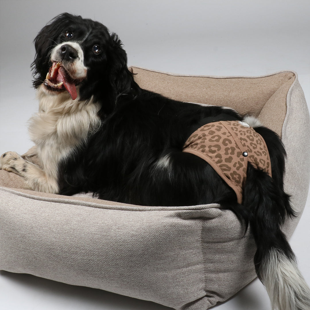 EBI Loopsheidsbroekjes Hond Bruin 2-pack | XS t/m XXL