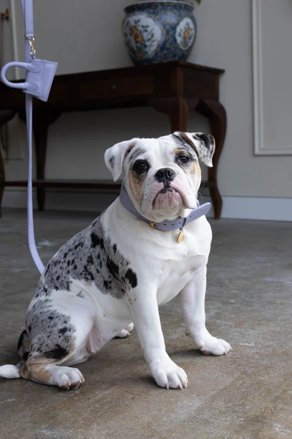 The Dog Musthaves Hondenlijn – Klassiek Lila met messing afwerking