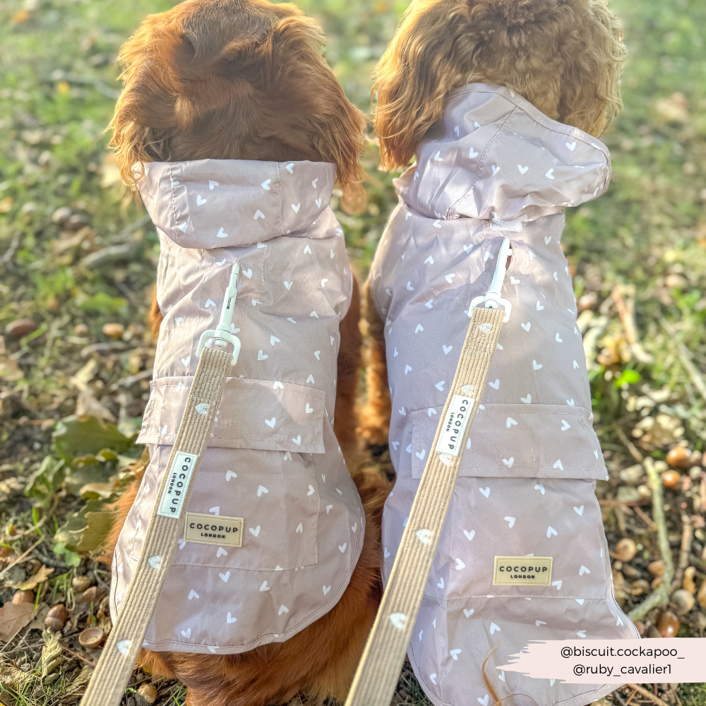 Cocopup Chai Hearts hondenriem gecombineerd met hondenjasjes