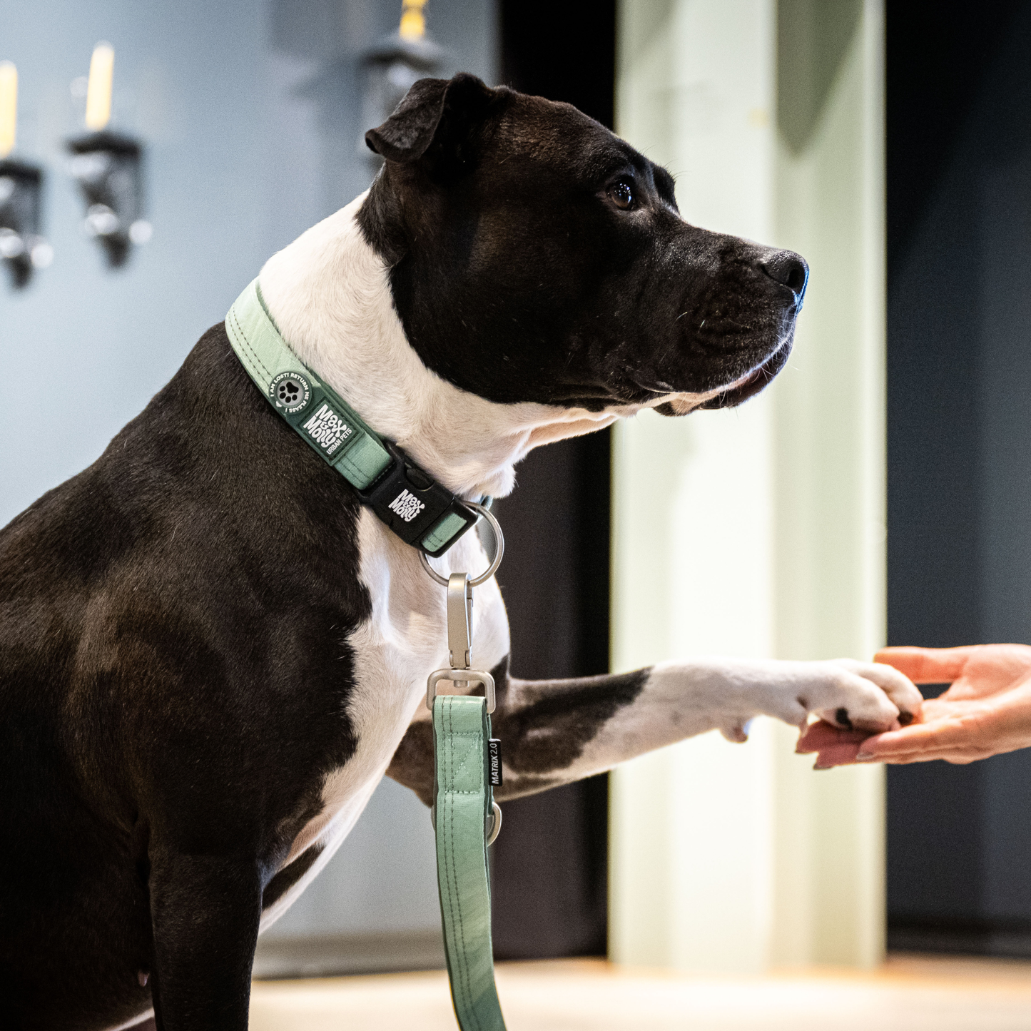 Max & Molly GOTCHA! Smart ID Collar – Matrix Jade