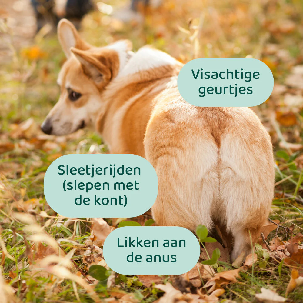 DogSuppy Probiotica Forte Anti-Anaalklieren – Chewies voor Hond bij “Sleetje Rijden” & Anaalklierklachten (60 stuks)