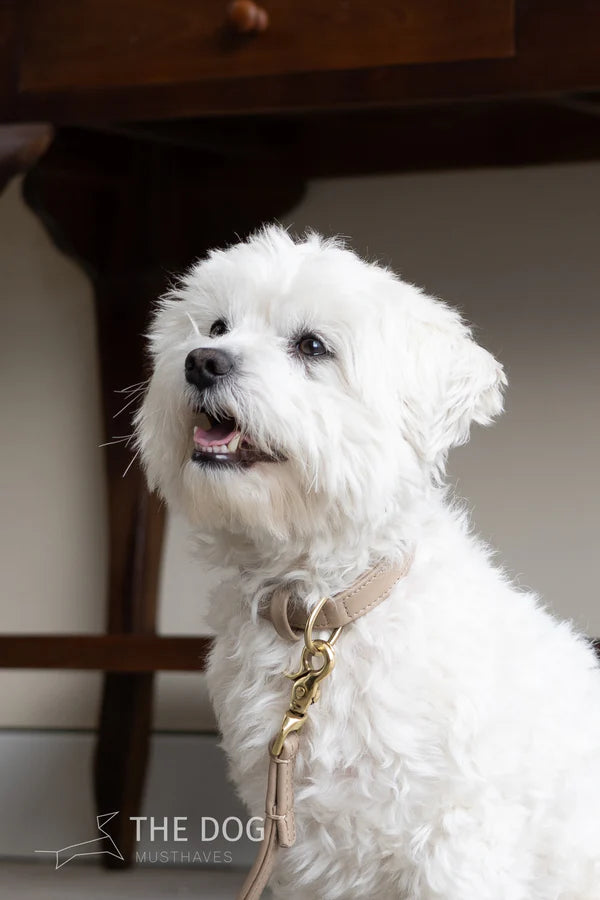 The Dog Musthaves Hondenlijn – Klassiek Zand met messing afwerking