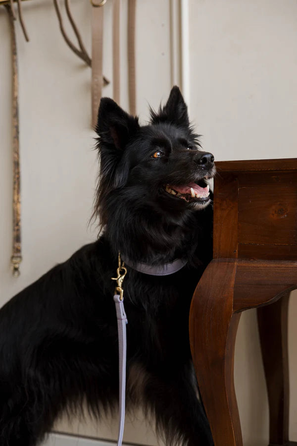 The Dog Musthaves Hondenlijn – Klassiek Lila met messing afwerking
