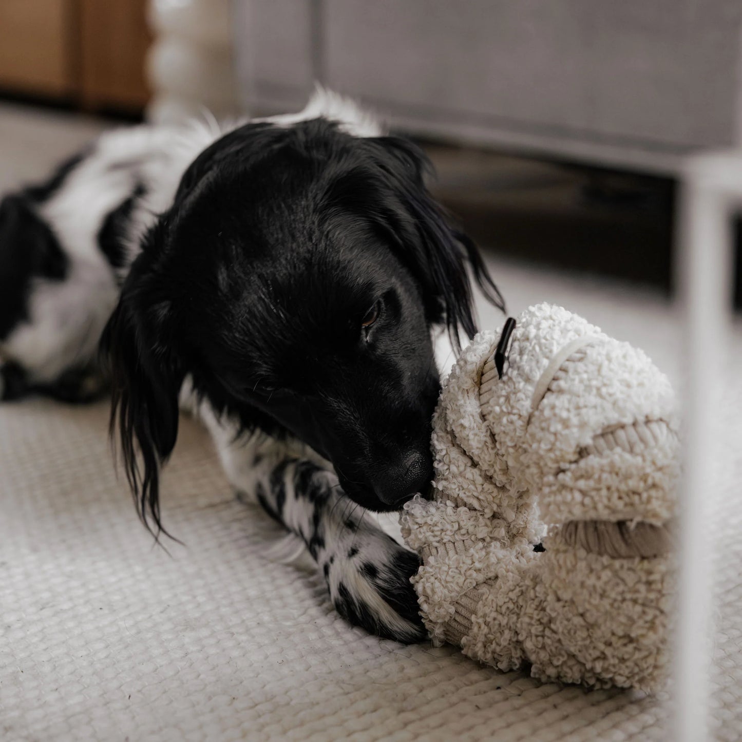 District 70 DAISY Snuffelspeelgoed voor Honden Mentale Uitdaging en Anti-Verveling