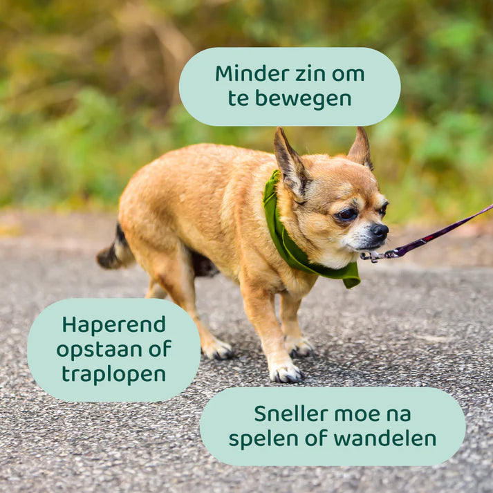 DogSuppy Heup & Gewrichten Chewies – Supplement voor Soepele Gewrichten & Mobiliteit (60 stuks)