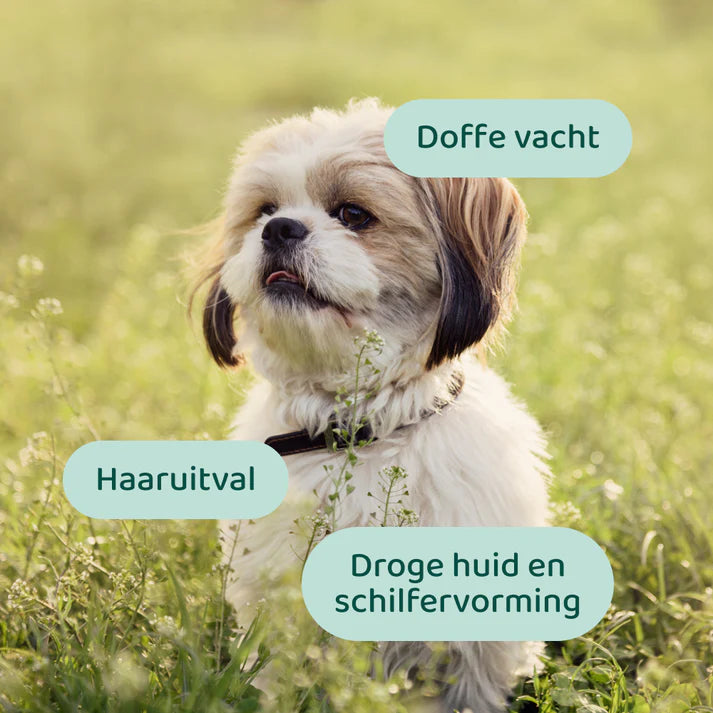 DogSuppy Huid & Vacht Omega 3-6-9 – Chewies met Visolie & Biotine voor Glanzende Vacht (180 g / 60 stuks)