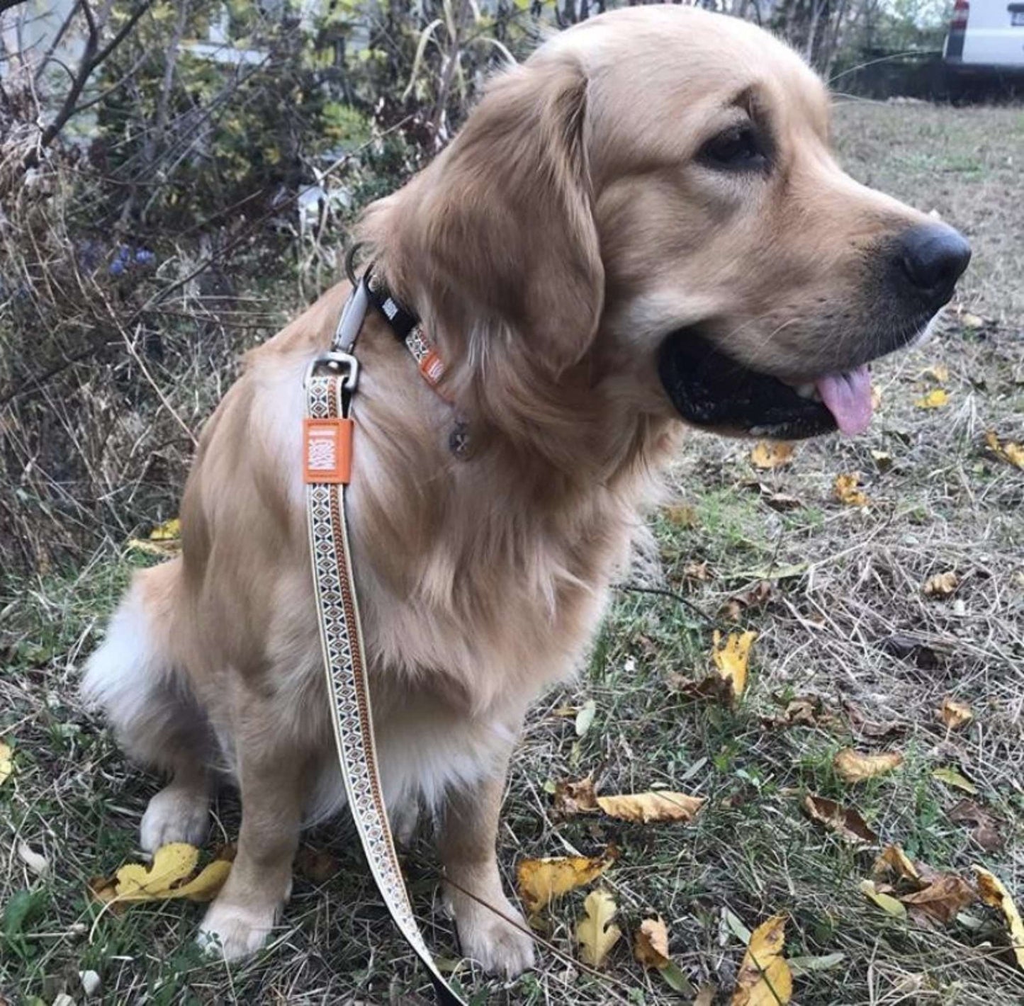 Max & Molly GOTCHA! Smart ID Collar – Ethnic