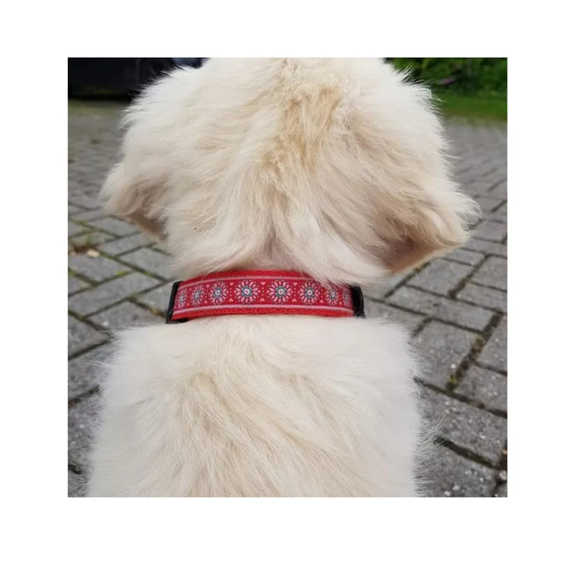 Walk that Dog! - Dinopunks Halsband (20 mm)