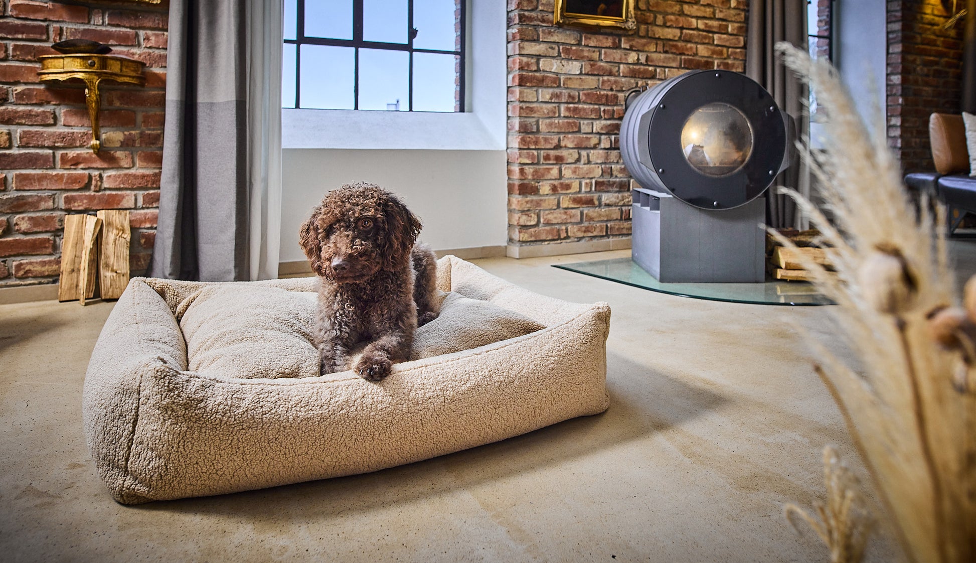 Labradoodle in de Teddy Laboni hondenmand