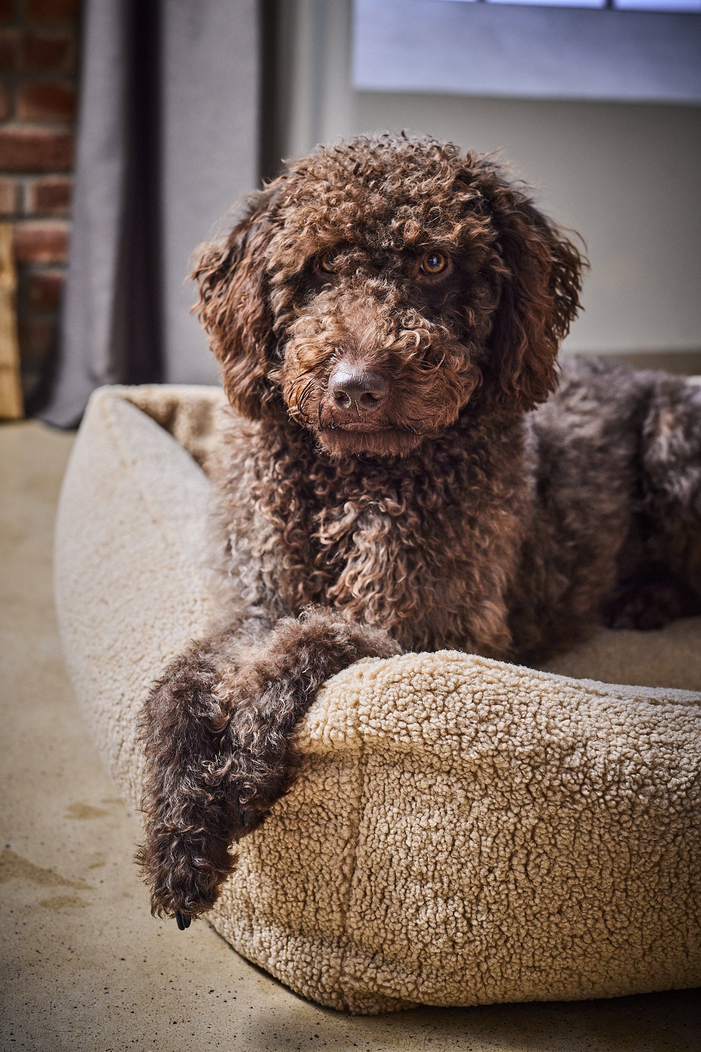 Labradoodle in Bouclé hondenmand