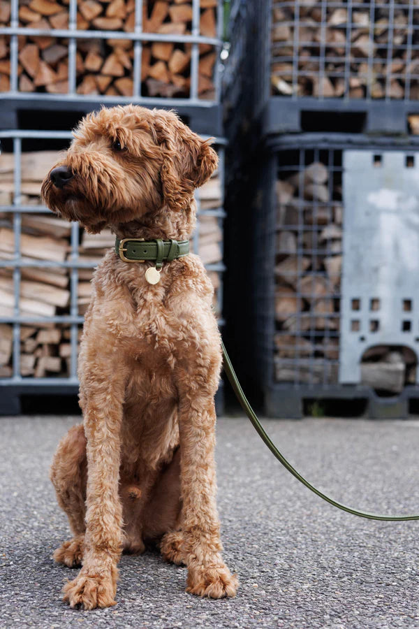 The Dog Musthaves Hondenlijn – Klassiek Groen met messing afwerking