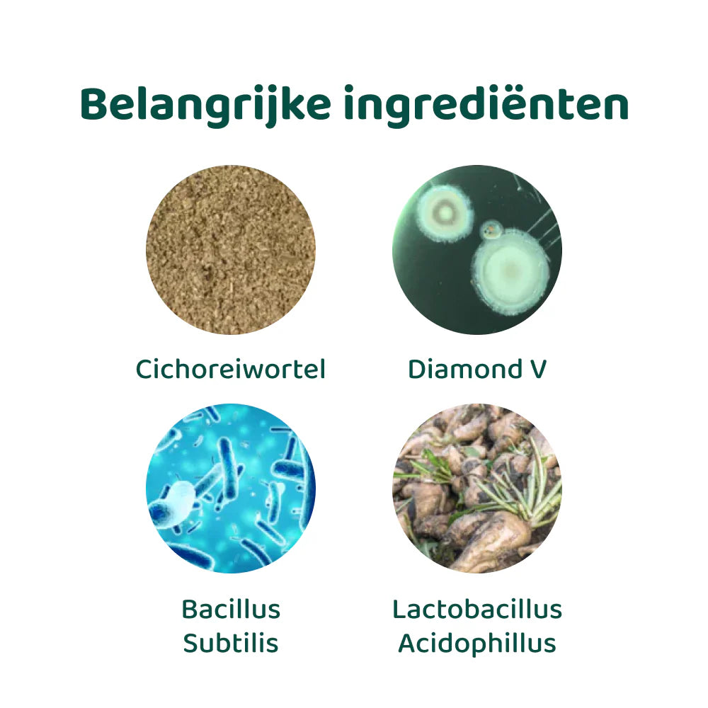 DogSuppy Probiotica Forte – Probiotica Chewies voor Hond (60 stuks) | Darmflora & Spijsvertering
