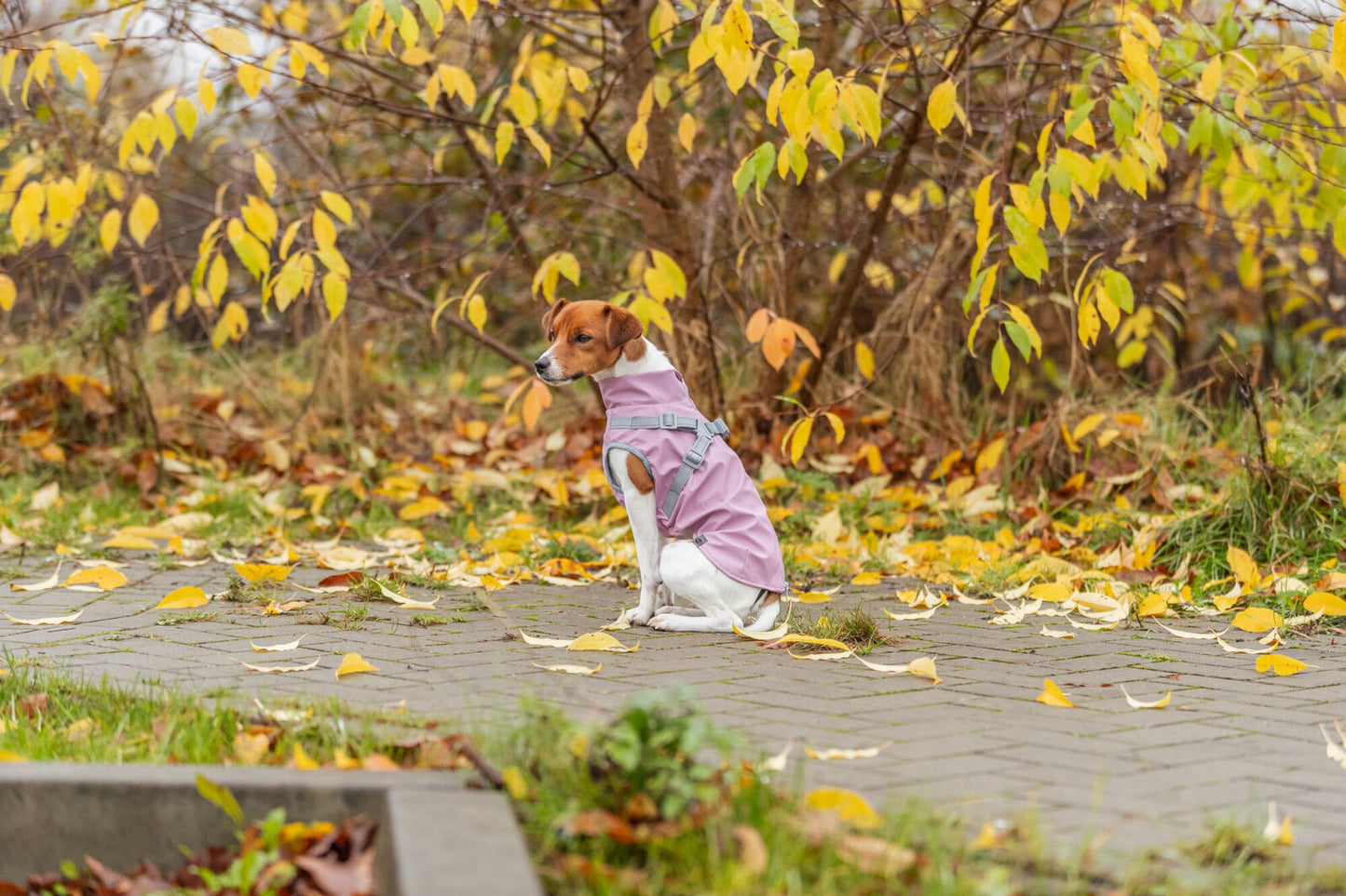 Trixie Jas met Tuig Pontis Rain – Roze | Waterdichte hondenjas met tuig