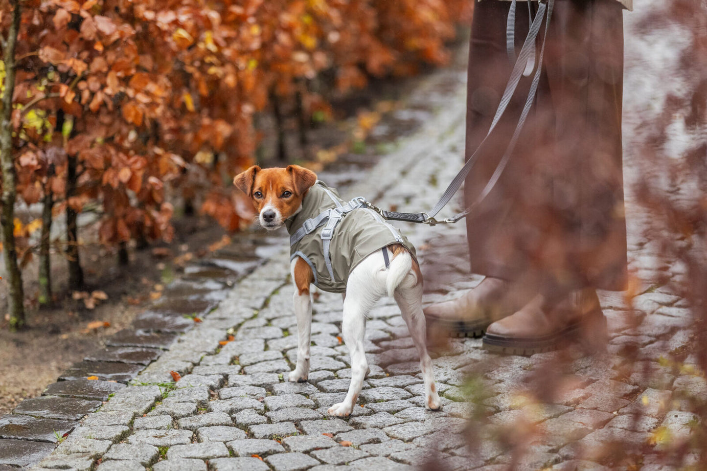 Trixie Jas met Tuig Pontis Rain – Groen | Waterdichte hondenjas met tuig