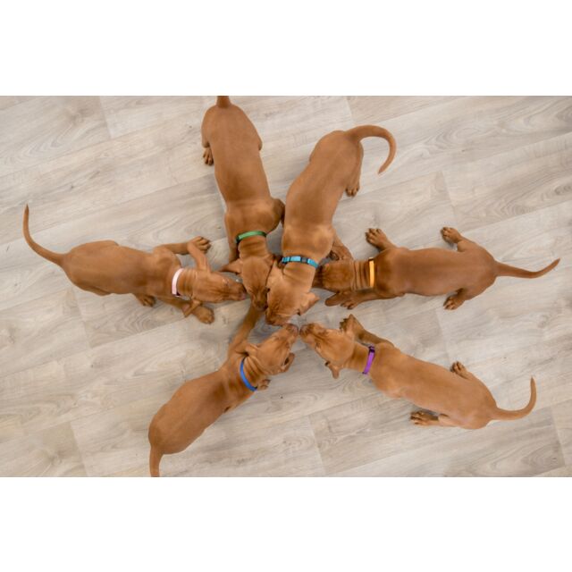 Trixie Junior Puppy Halsbandenset – 6 Kleuren