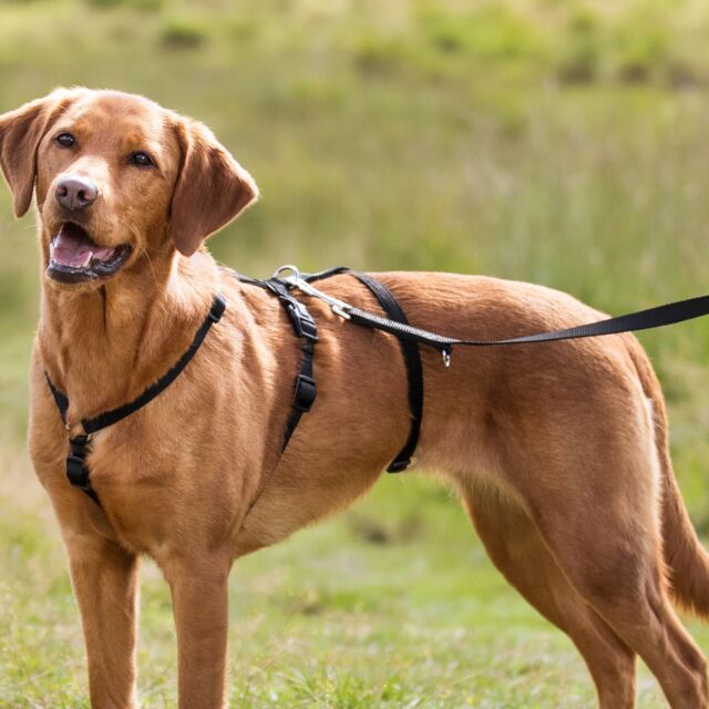 Trixie Stay Paniektuig – Anti-Ontsnappingstuig voor Honden