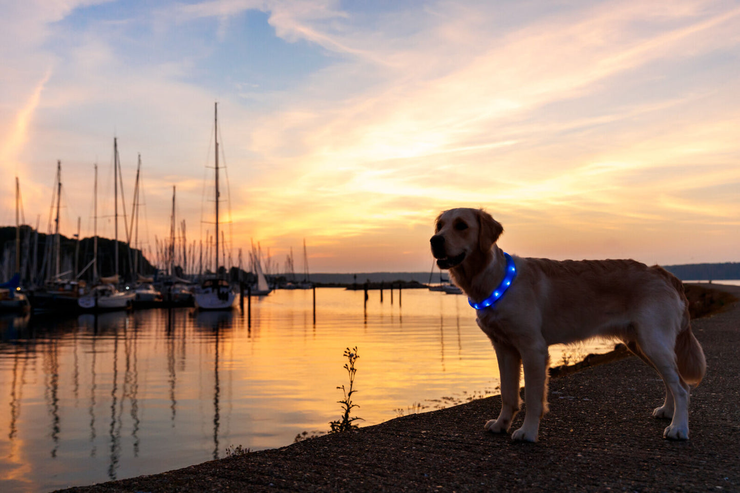 Trixie Flash Lichtgevende Band USB – Extra Breed