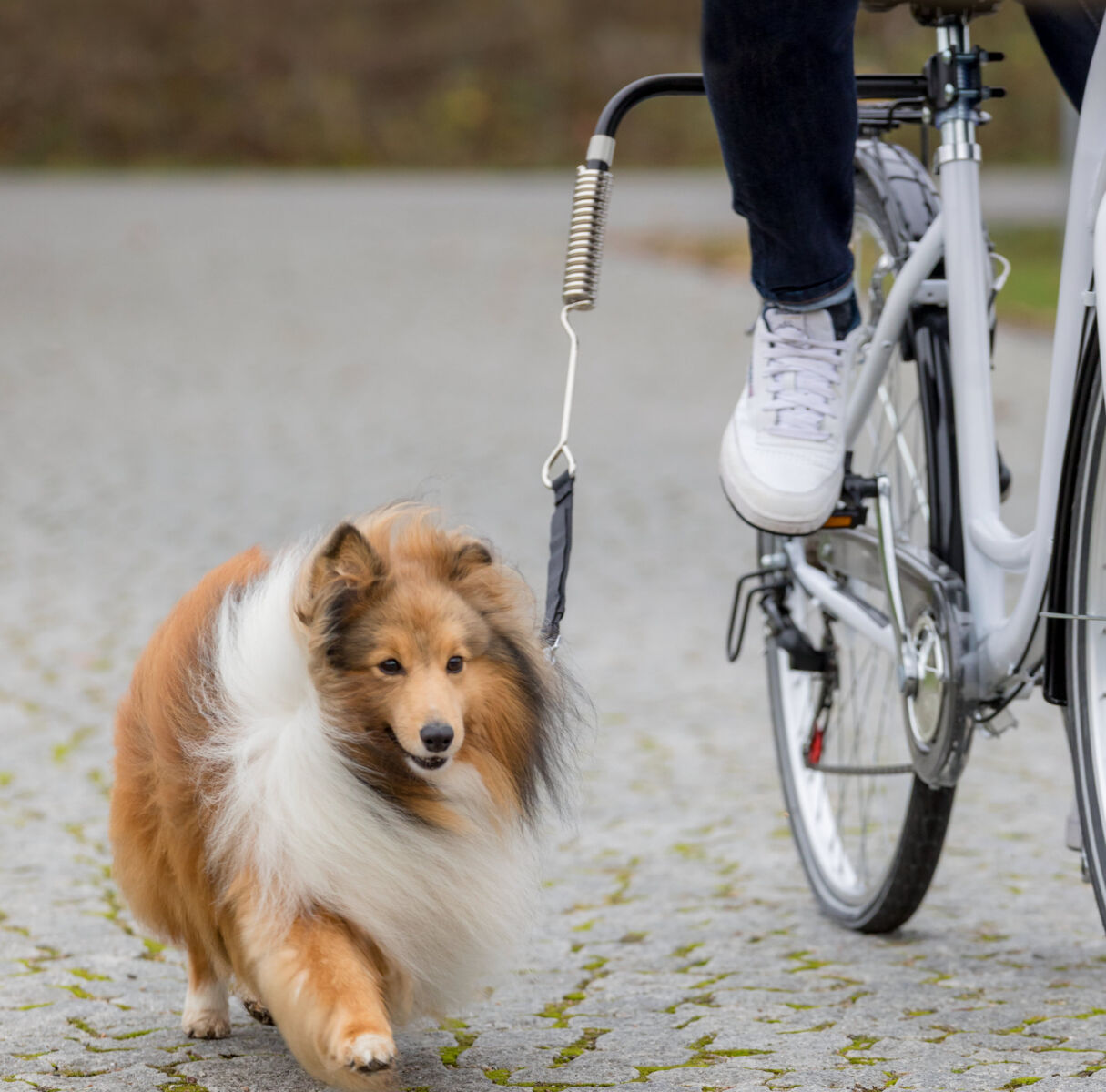 Fiets set kleine en middelgrote honden Trixie