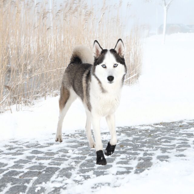 Trixie Walker Active – Pootbescherming & antislip hondenschoenen