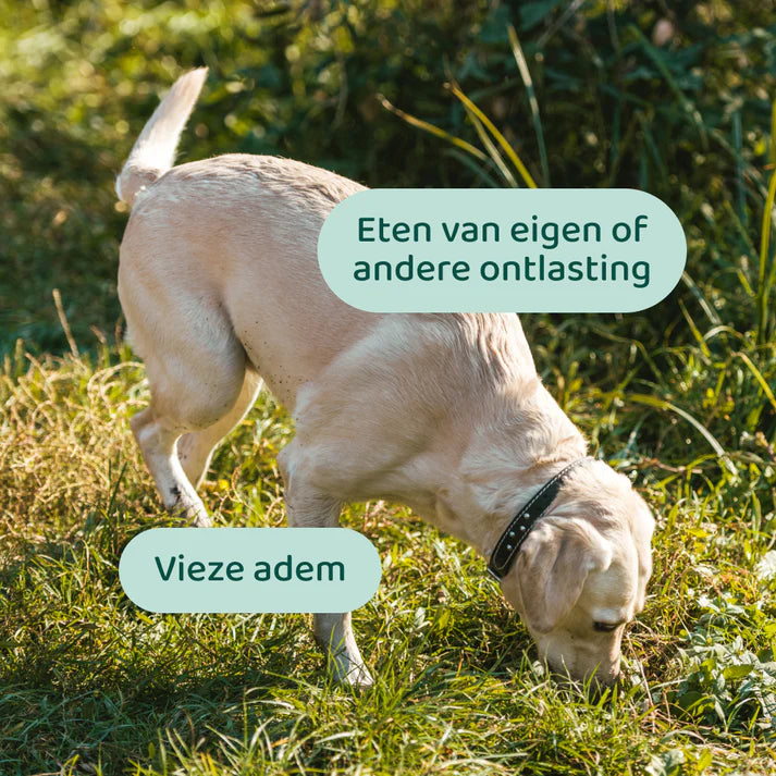 DogSuppy Anti Poep Eten – Chewies voor Honden (60 stuks) | Ondersteunt Darmflora & Helpt Coprofagie Verminderen