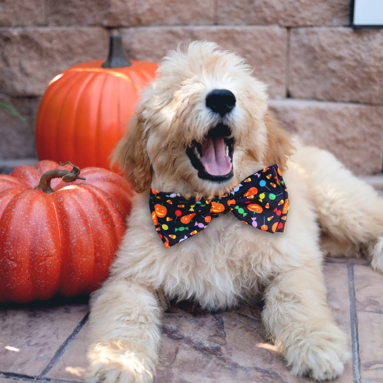 HK Bow Tie Trick or Treat – Halloween Strik voor Honden – S t/m XL