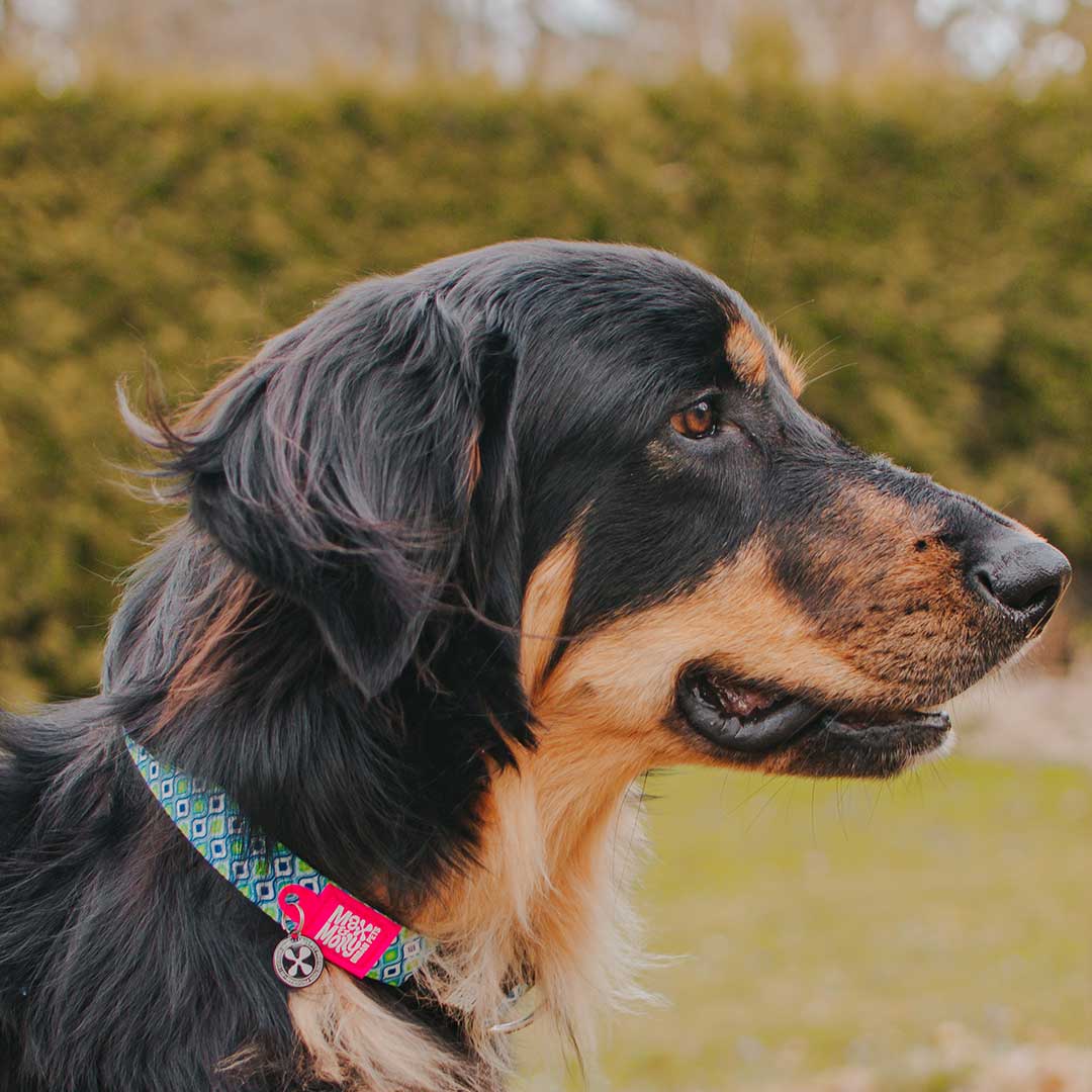 Max & Molly GOTCHA! Smart ID Collar – Retro Blue