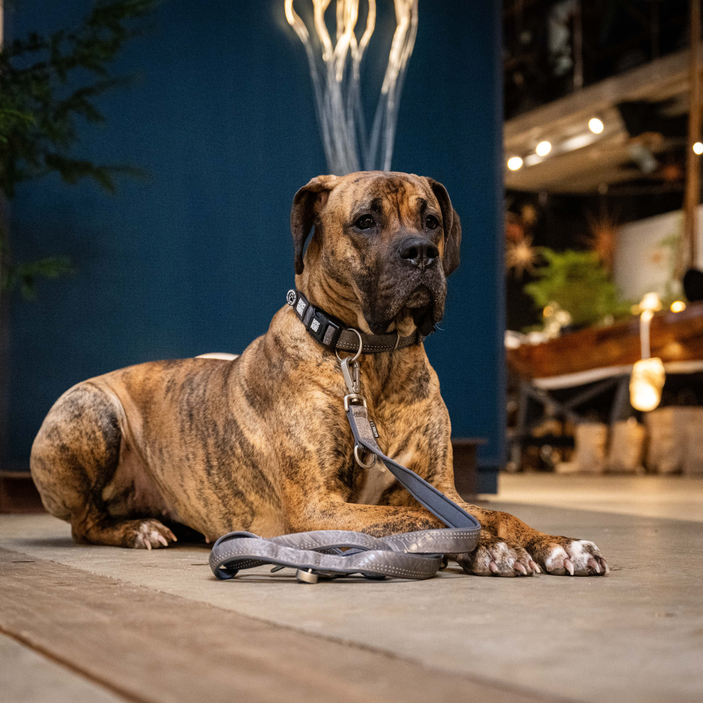 Max & Molly GOTCHA! Smart ID Collar – Matrix Stone