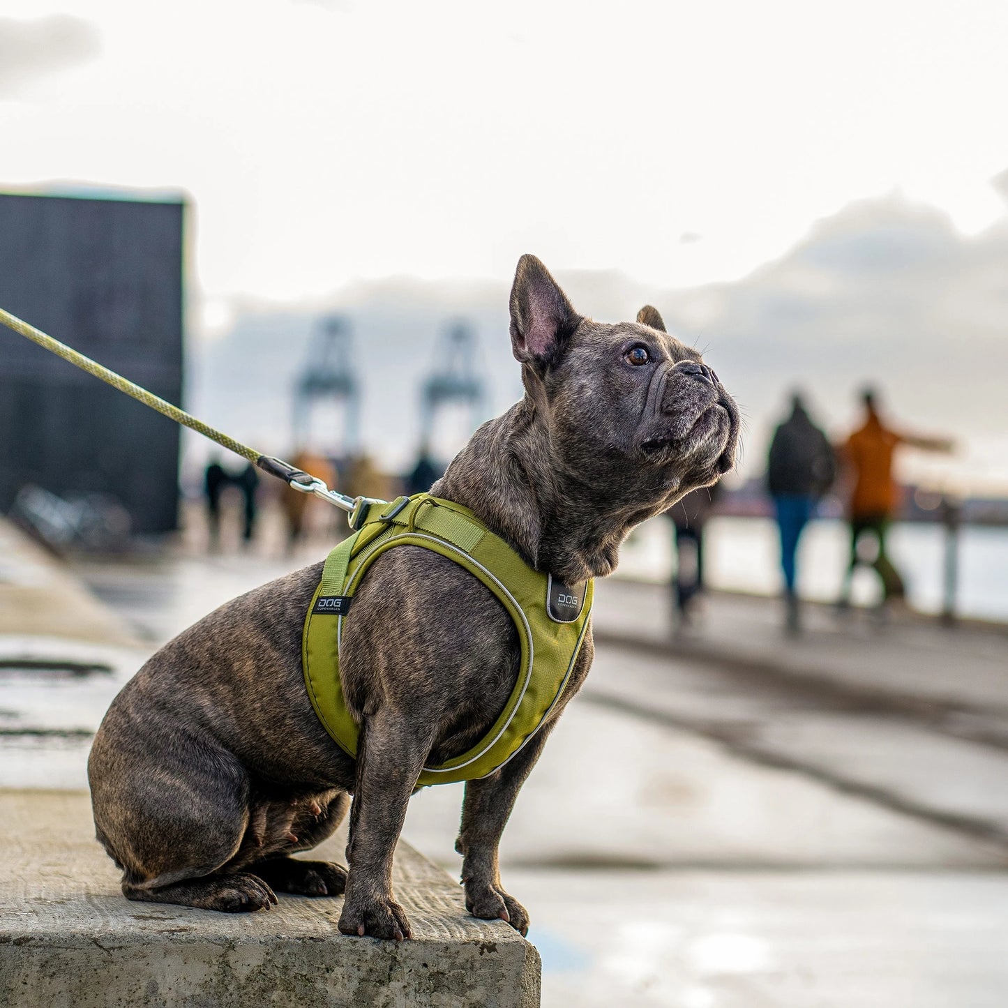Dog Copenhagen Comfort Walk Go Harness Oranje