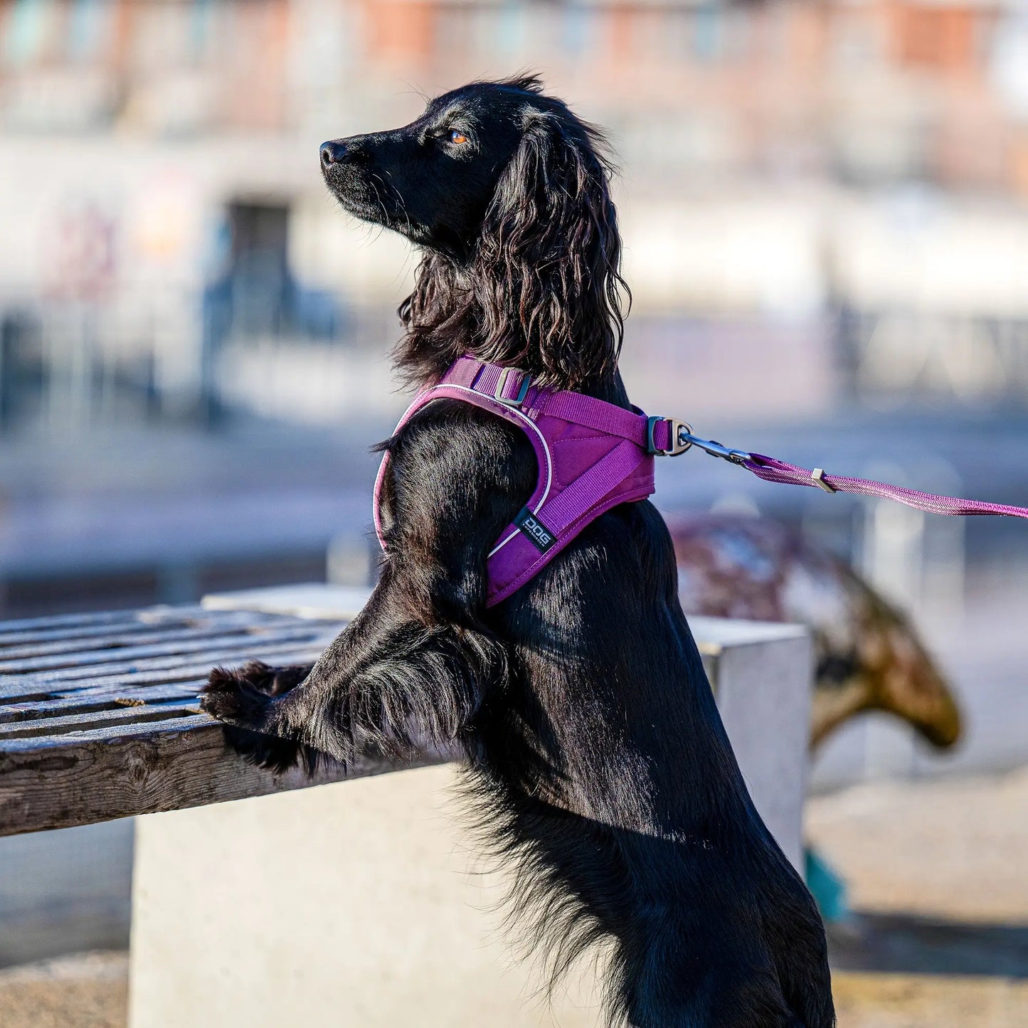 Dog Copenhagen Comfort Walk Go Harness Oranje