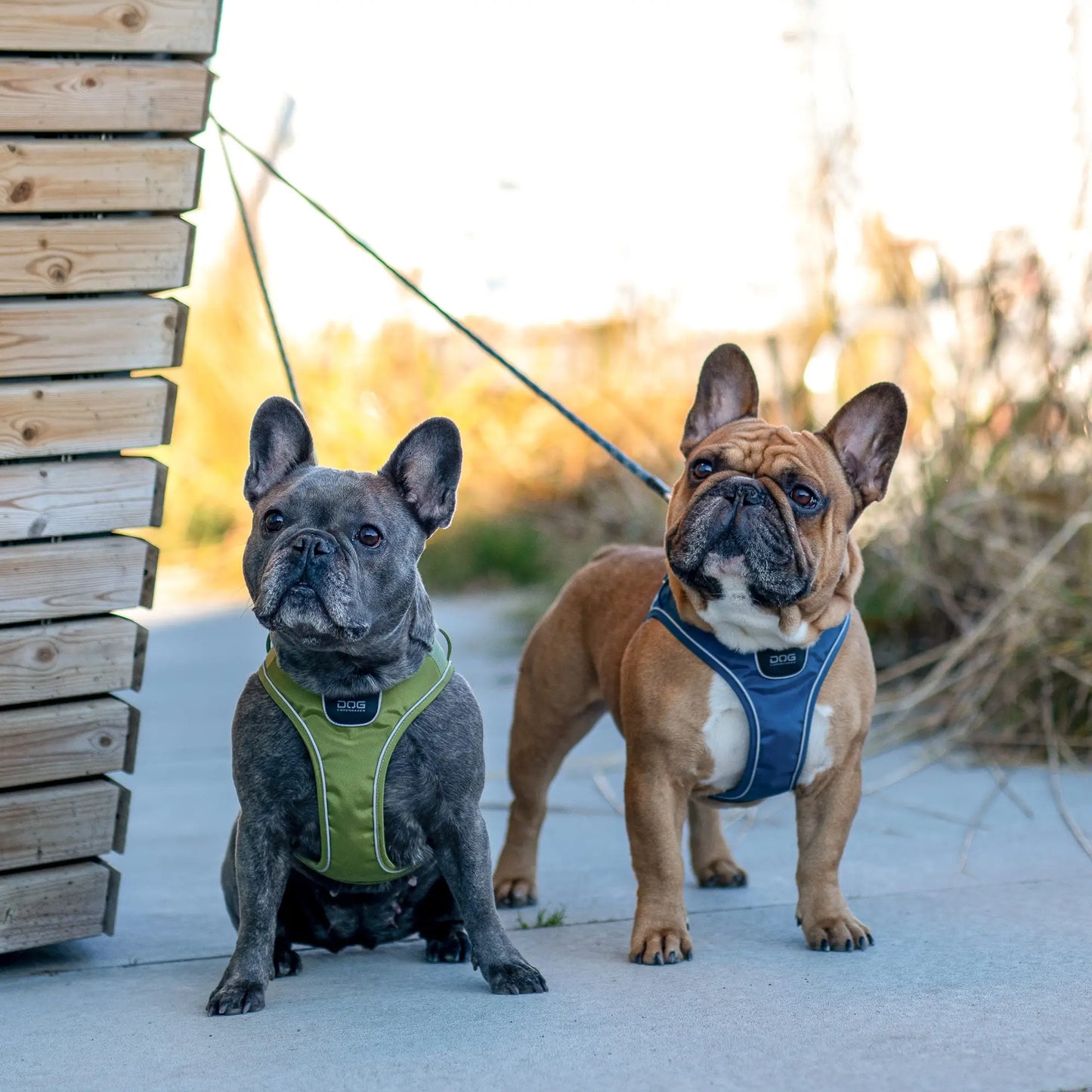 Dog Copenhagen Comfort Walk Go Harness Oranje