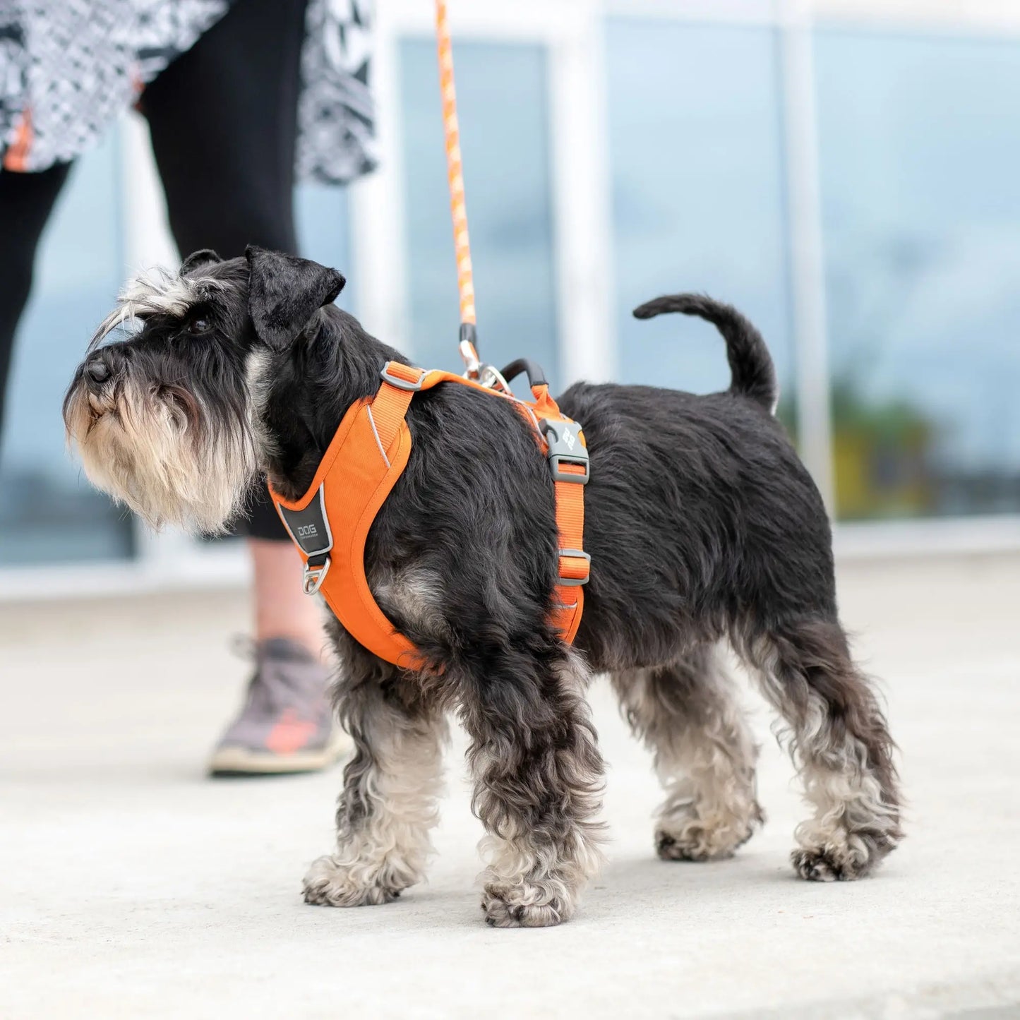 Dog Copenhagen Comfort Walk Pro Harness Bruin 3.0