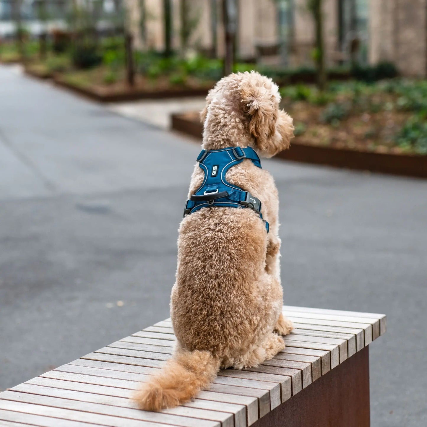 Dog Copenhagen Comfort Walk Pro Harness Oranje 3.0