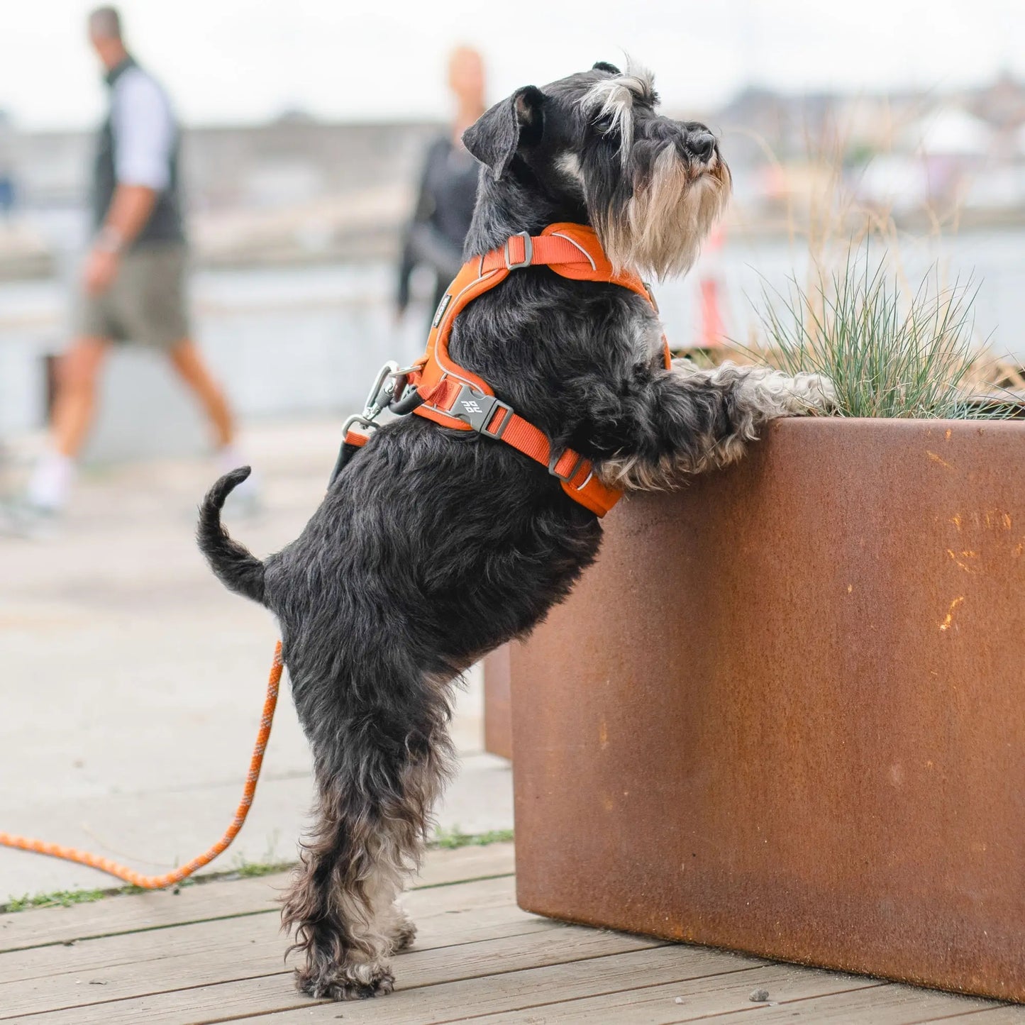 Dog Copenhagen Comfort Walk Pro Harness Oranje 3.0