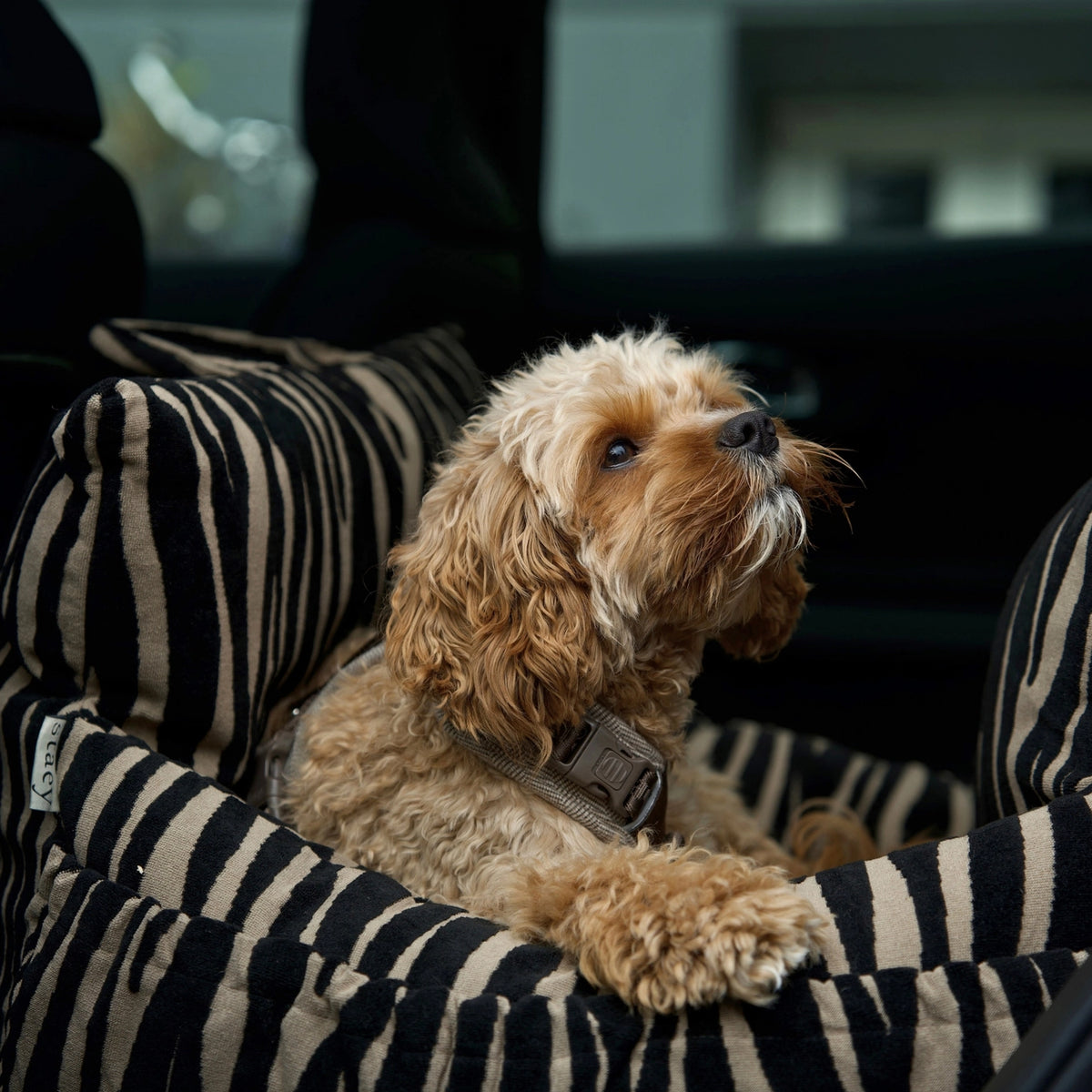STAËY Lara 3-in-1 Honden Autostoel Zebra 2.0