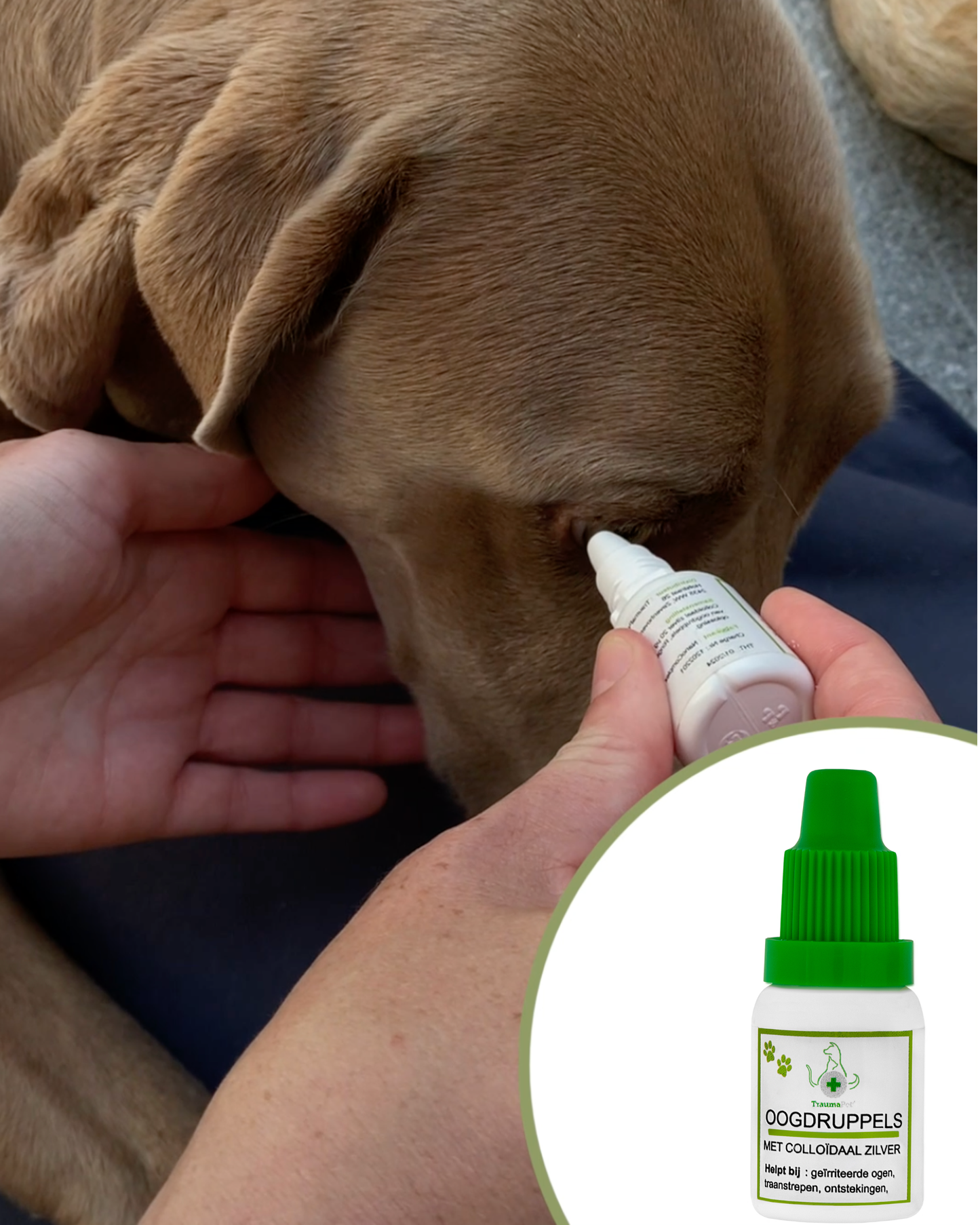 TraumaPet - Oogdruppels met colloïdaal zilver voor dieren