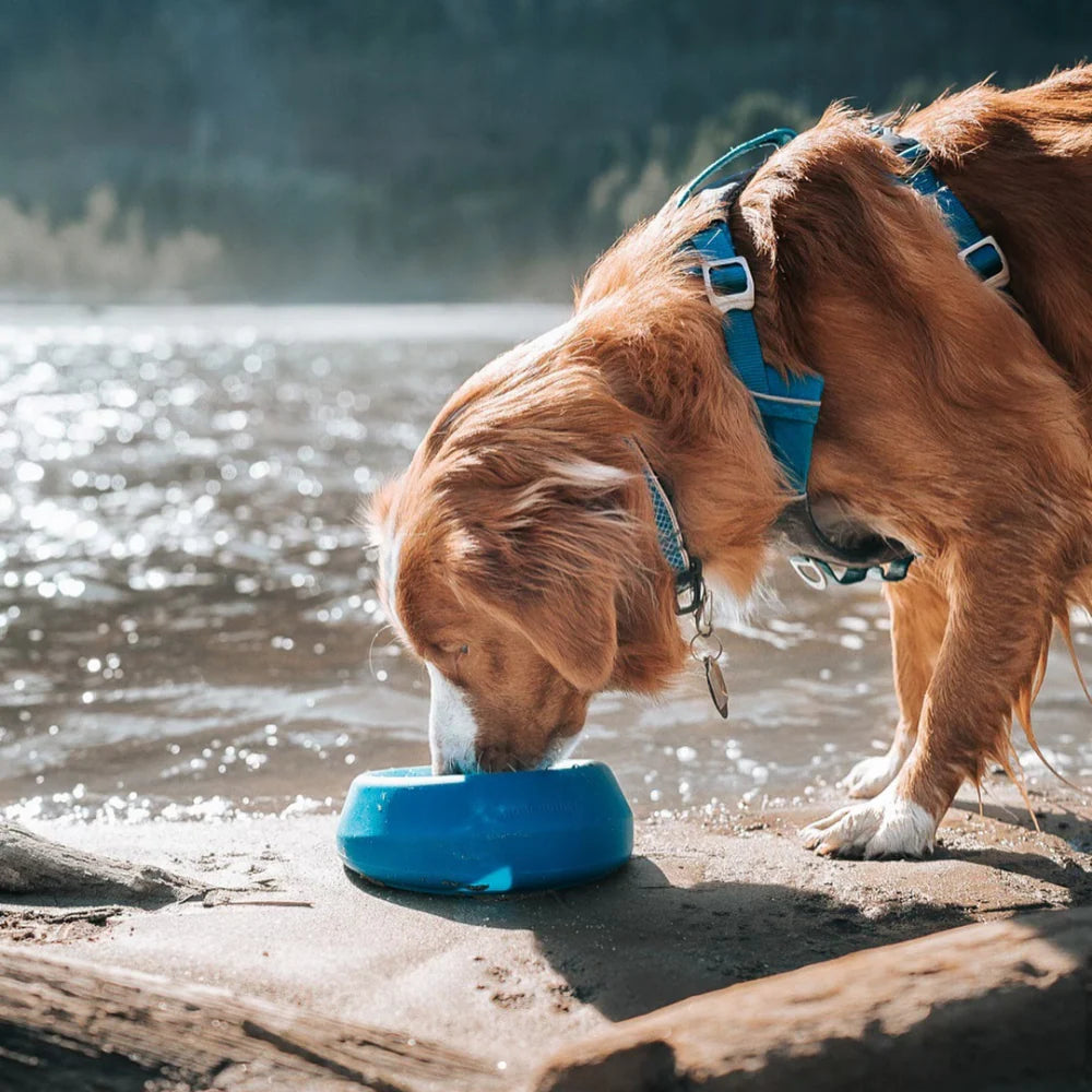 Kurgo Splash Free Bowl 710 ml – Anti-mors Waterbak voor Auto & Onderweg