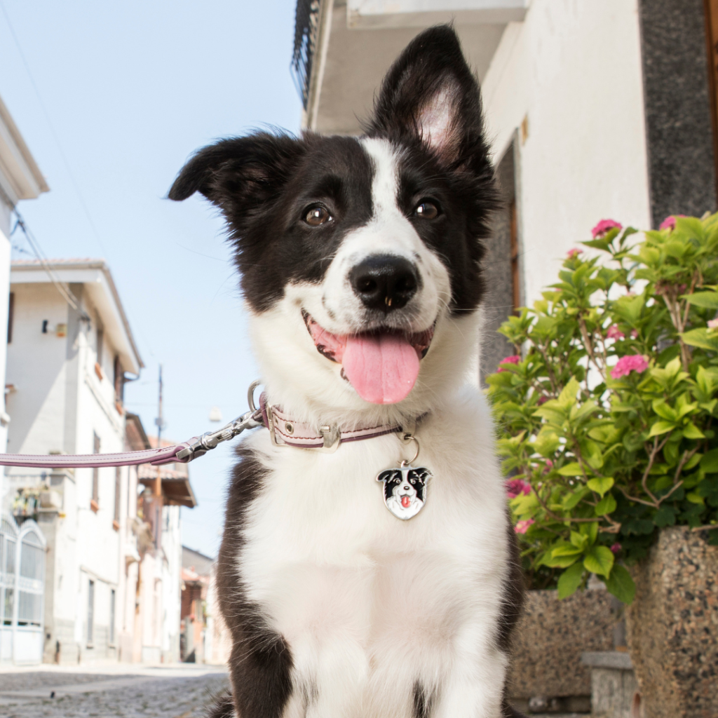 My Family Hondenpenning Border Collie | Gratis Gravure