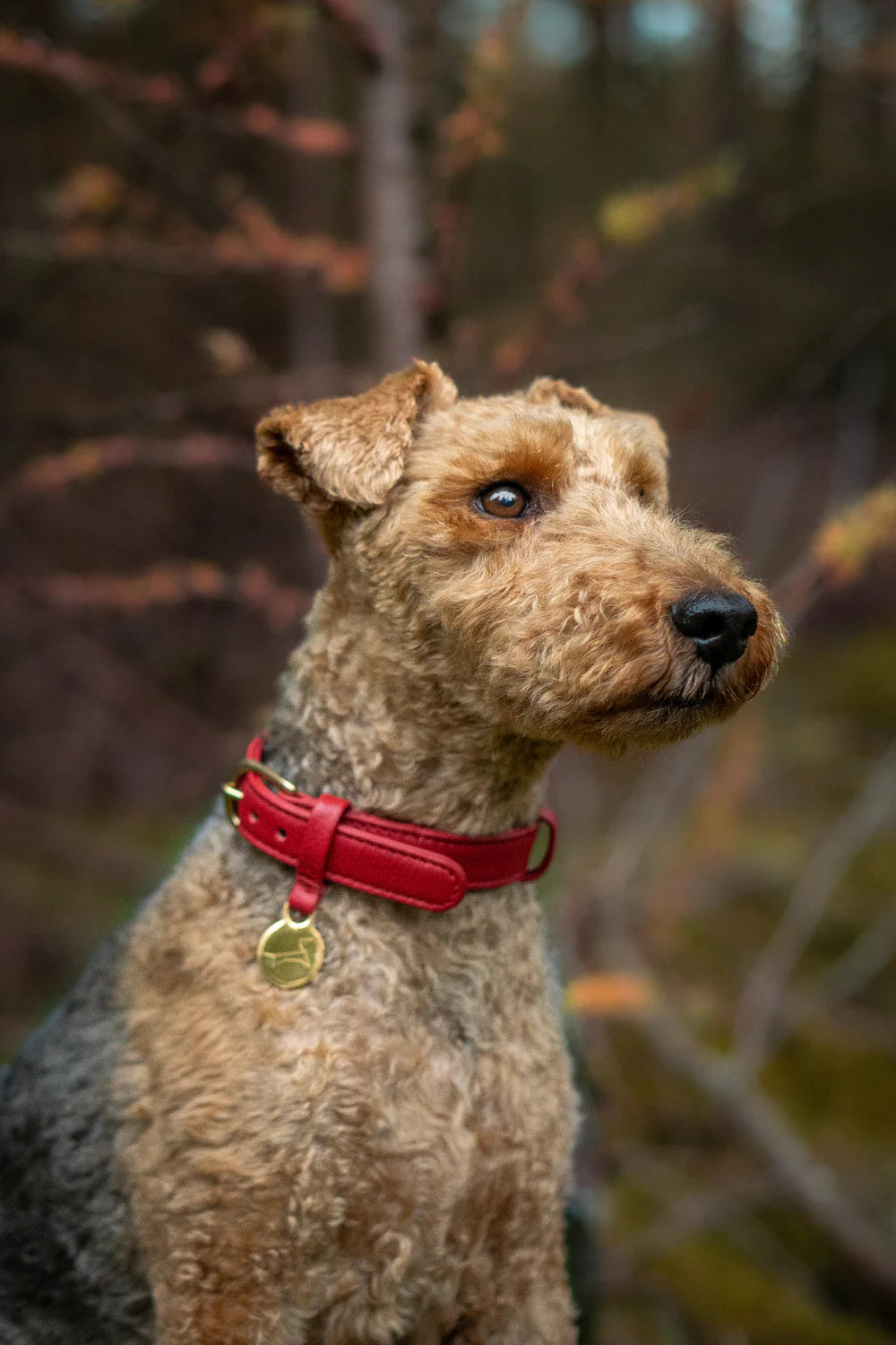 Hondenhalsband Luxe Leer met Naam Penning – Klassiek (Royal Red)